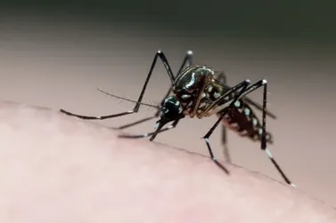 Casos de dengue seguem aumentando em Mogi Mirim