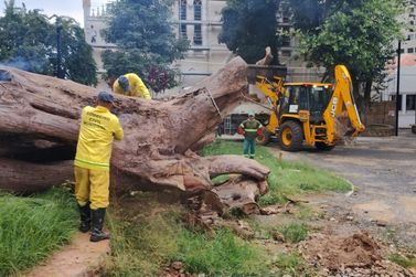 Com bichos e pragas, tronco de árvore, caído em 2022, é removido do Jd. Velho