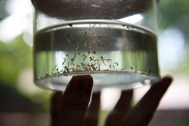 Número de casos de dengue quase dobra em uma semana em Mogi Mirim