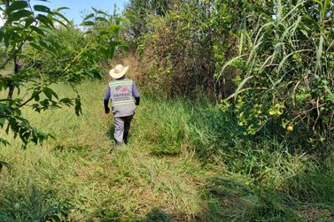 Greening recua, mas falhas no manejo deixam pomares em risco