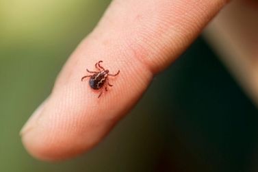 Mogimiriano morre ap&oacute;s ser contaminado por febre maculosa&nbsp;