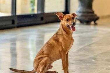 Como denunciar maus-tratos a animais &agrave; pol&iacute;cia