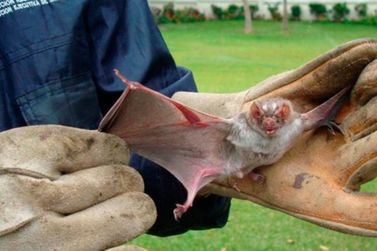 Confirmado v&iacute;rus da raiva em morcego encontrado na Zona Norte