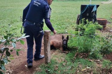 GOC localiza p&eacute;s de maconha em &aacute;rea atr&aacute;s de creche em Mogi Gua&ccedil;u