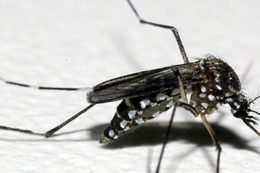 Atendimento médico: infectologista reforça atenção aos sintomas da dengue