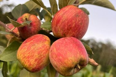 &Aacute;rea plantada com ma&ccedil;&atilde;s no Sul de Minas deve crescer mais de 40% este ano