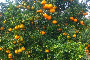 Minas ir&aacute; colher 238 mil toneladas de tangerina ponkan em 2025