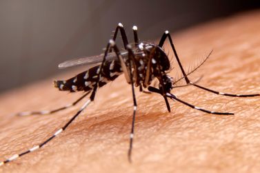 MPMG obriga moradores a limpar imóveis para combater o Aedes aegypti