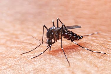 Pará de Minas tem quase 2 mil casos de dengue e 107 notificações de chikungunya