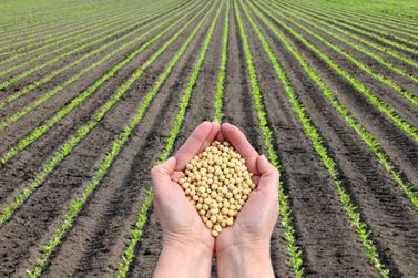 Projeto Mais Grãos será apresentado aos produtores de milho e soja da região