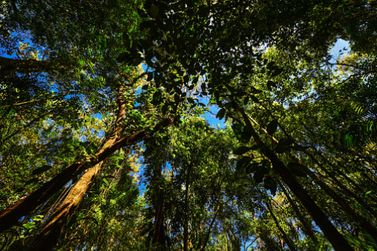 Operação identifica quase 5 mil hectares de desmatamento ilegal no Paraná