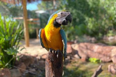 Zoológico de aves silvestres será inaugurado na região de Paranavaí 