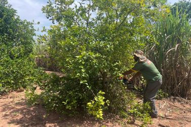 Mais de 1.600 árvores contaminadas com greening foram erradicadas em Paranavaí
