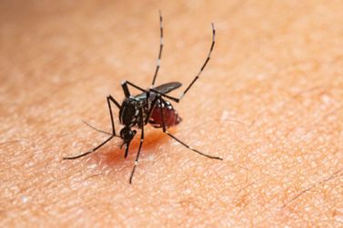 Em 7 dias, Paranavaí registra mais de 480 casos confirmados de dengue