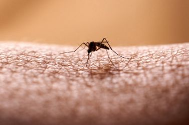 Em uma semana, Saúde confirma mais de 200 casos de dengue em Paranavaí