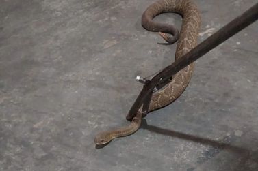 Cobra cascavel é capturada dentro de residência em Terra Rica