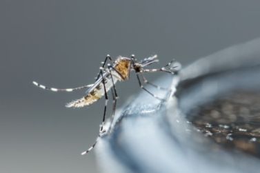 Saúde confirma mais 215 casos de dengue em Paranavaí