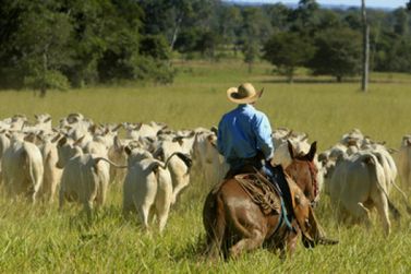 Alto Paraná terá cursos gratuitos de manejo de gado e cultivo de mandioca