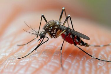 Saúde confirma quarto óbito por dengue em Paranavaí