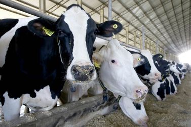 Mais de 40% dos rebanhos do Paran&aacute; foram atualizados; prazo vai at&eacute; 30 de junho