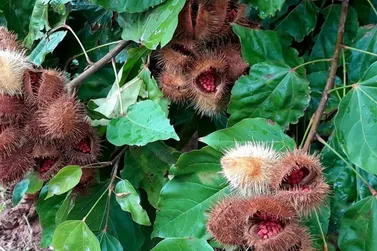 Urucum de Paranacity conquista registro de Indicação Geográfica