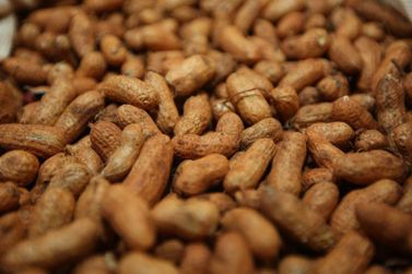 Guaira&ccedil;&aacute; e Alto Paran&aacute; lideram produ&ccedil;&atilde;o de amendoim no Paran&aacute;