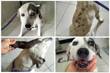 SPAP procura donos de cadela idosa encontrada no Jardim Ouro Branco em Paranava&iacute;