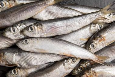 Anvisa pro&iacute;be protetores solares e manda recolher sardinha com Salmonella