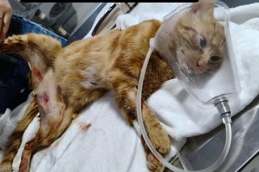 Gatinha atacada por cachorro &eacute; internada e mobiliza campanha solid&aacute;ria em Paranava&iacute;