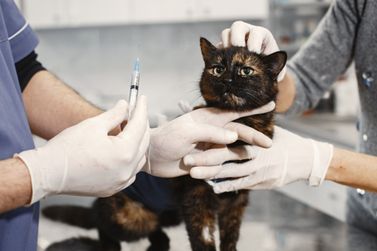 Paranava&iacute; realiza vacina&ccedil;&atilde;o antirr&aacute;bica para c&atilde;es e gatos nos dias 18 e 19 de junho