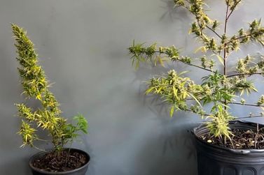 Pol&iacute;cia encontra 12 p&eacute;s de maconha e prende suspeito por tr&aacute;fico em Paranava&iacute;