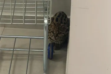 Moradores confundem gato-maracaj&aacute; com filhote e animal &eacute; resgatado em Maring&aacute;