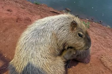 Prefeitura de Paranava&iacute; se manifesta ap&oacute;s morte de capivara nas proximidades do lago