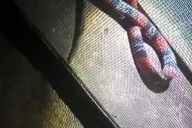 Cobra coral  &eacute; capturada pela patrulha ambienta no jardim It&aacute;lia II