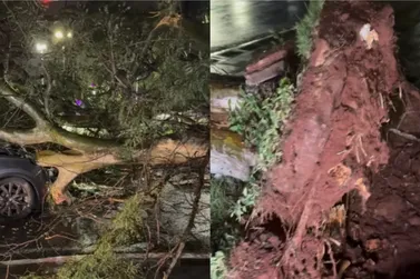 Mulher fica ferida ap&oacute;s &aacute;rvore cair sobre carro durante temporal na regi&atilde;o