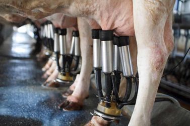 Preço do leite pago ao produtor cai pelo 3° mês consecutivo, e importação alta