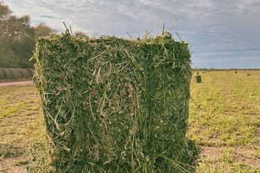 Alfafa: o ouro verde que garante nutri&ccedil;&atilde;o e desempenho animal