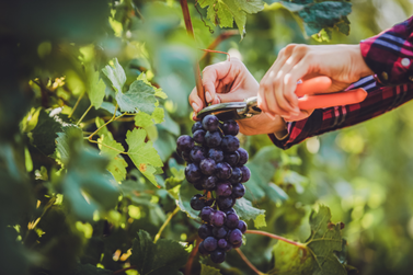 Pen&aacute;polis abre inscri&ccedil;&otilde;es para programa gratuito de viticultura