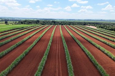 NORPLAN convida para levantamento de custos da produ&ccedil;&atilde;o de cana-de-a&ccedil;&uacute;car