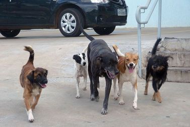 C&acirc;mara de Ara&ccedil;atuba questiona Executivo sobre a popula&ccedil;&atilde;o de c&atilde;es e gatos no munic&iacute;pio