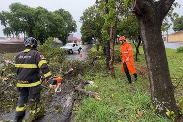 Temporal com ventos de 112 km/h derruba 42 &aacute;rvores e deixa um morto em Ara&ccedil;atuba