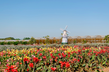 Sindicato Rural organiza caravana para a 42&ordf; Expoflora em Holambra