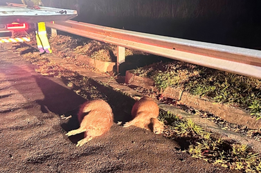 Duas capivaras morrem atropeladas na Rodovia Benedito de Oliveira Vaz