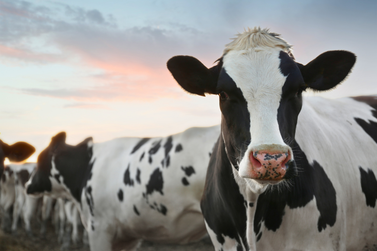 Curso gratuito de insemina&ccedil;&atilde;o artificial em tempo fixo ser&aacute; realizado 