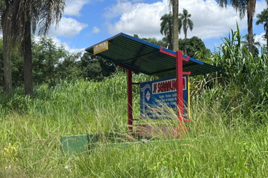 Mato encobre pontos de &ocirc;nibus e placas de sinaliza&ccedil;&atilde;o em rodovias estaduais