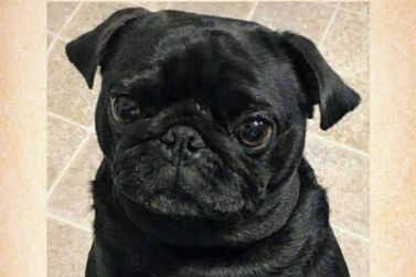 Fam&iacute;lia procura cachorro que sumiu no bairro Ad&eacute;lio e pede ajuda da popula&ccedil;&atilde;o