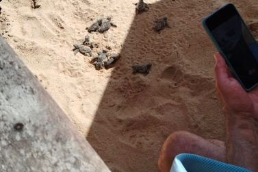 Tartaruguinhas marinhas eclodem e v&atilde;o em dire&ccedil;&atilde;o ao mar no Munda&iacute;