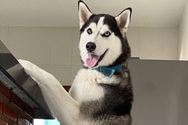 Morador de Arraial d&rsquo;Ajuda oferece R$ 1 Mil por cachorro desaparecido