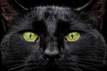 Sexta-feira 13 reacende alerta sobre maus-tratos a gatos pretos
