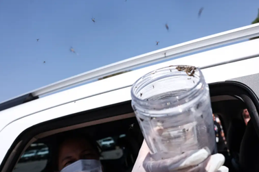 Minist&eacute;rio da Sa&uacute;de vai liberar mosquitos est&eacute;reis para combater a dengue